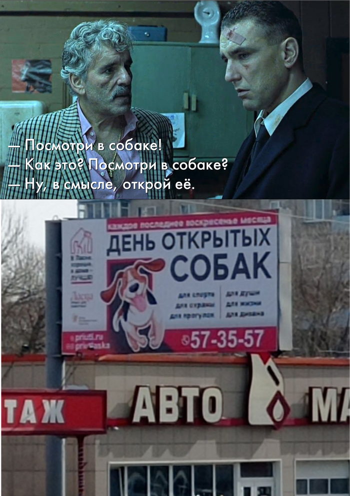 День открытых собак