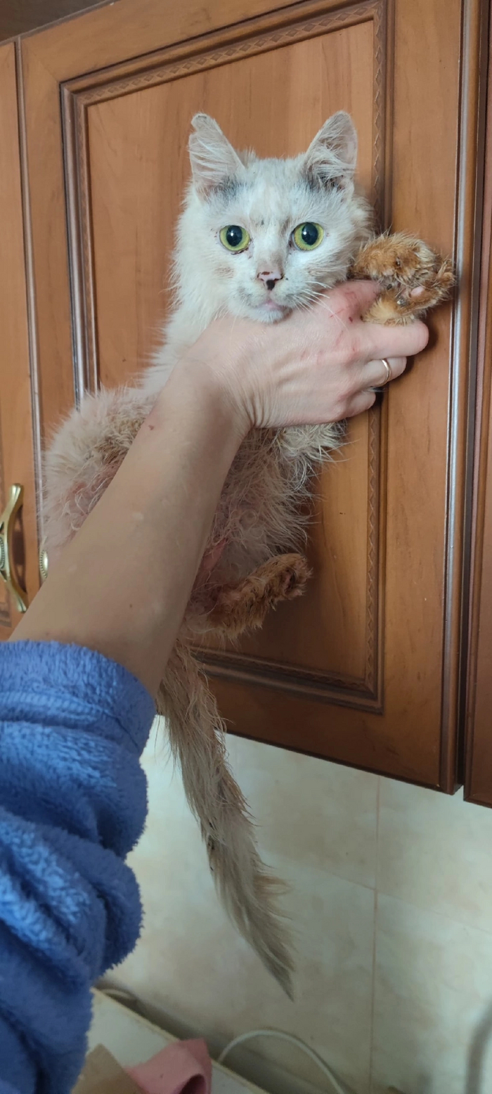 История о том, как вскрыли квартиру умершей собирательницы котов ...