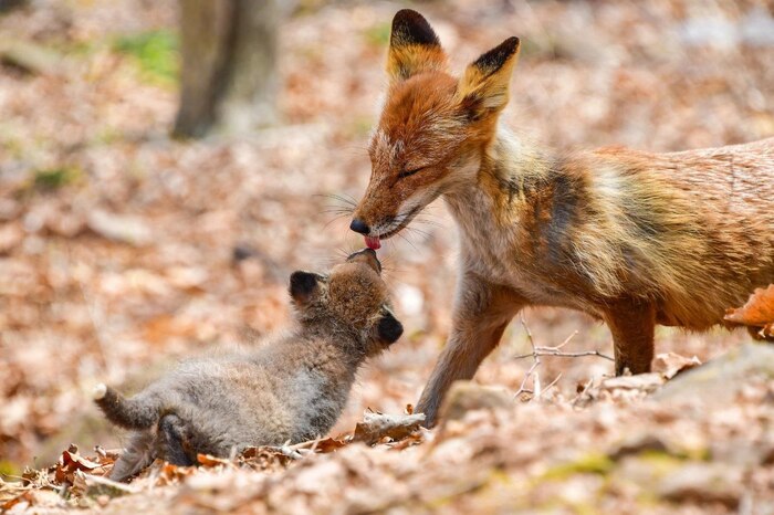 ������ ��� � �����! ����� ����� �� ������� �������. ���������� ����