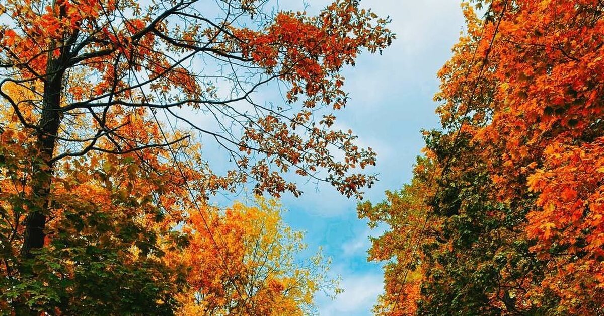 Осень в Сокольниках | Пикабу