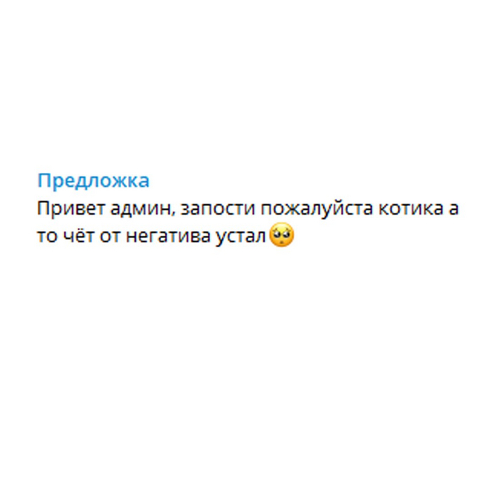 Котиков в ленту Юмор, Ирония