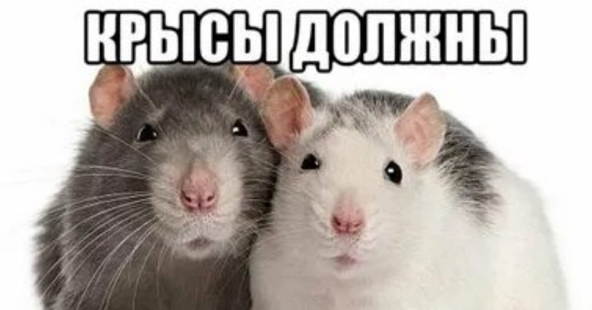 Ковид мем. Мемы с крысами. Крыса Мем. Крысы подруги. Две крысы Мем.