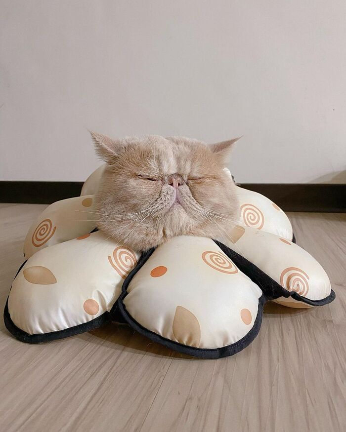   , 