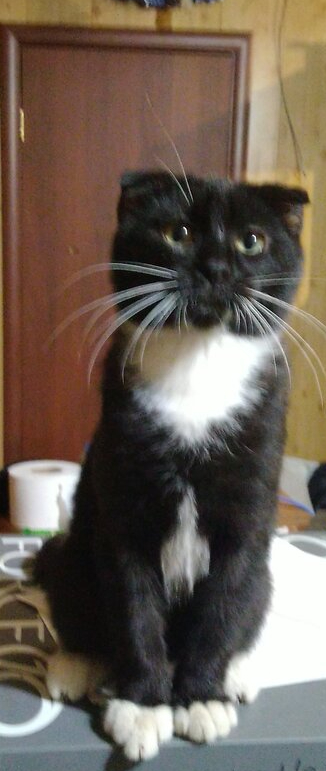 Коту нужен дом Черный кот, В добрые руки, Вислоухий, Кот, Москва, Без рейтинга