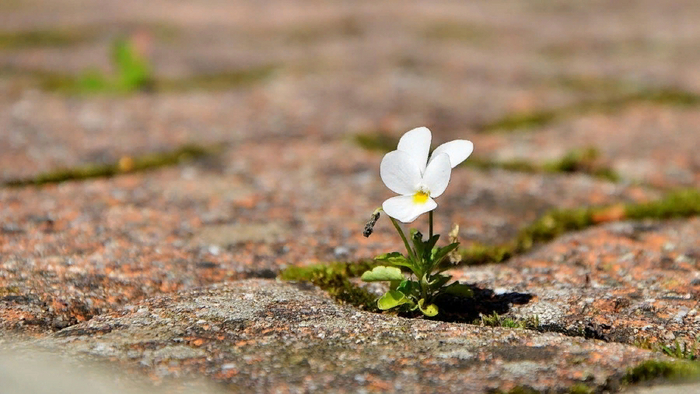 «Нести свой крест» — не значит страдать и мучиться