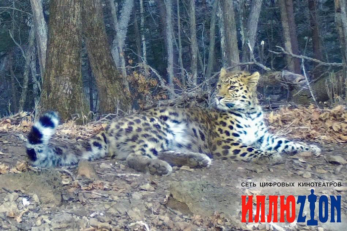 Иллюзионочка