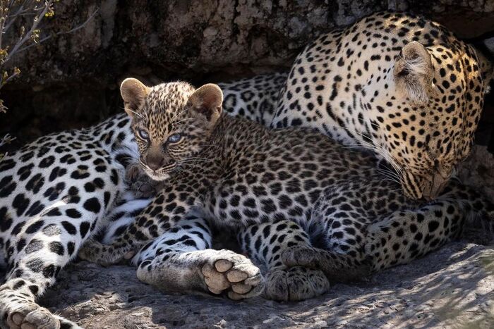 Разбудишь маму - загрызу