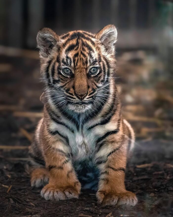 Двухмесячный суматранский тигрёнок Тигрята, Тигр, Вымирающий вид, Суматранский тигр, Большие кошки, Семейство кошачьих, Хищные животные, Дикие животные, Зоопарк, Фотография