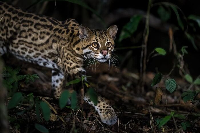 Оцелот на охоте