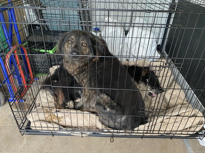 Продолжение поста «Москва! 4х собачек с автосервиса хотят усыпить!»