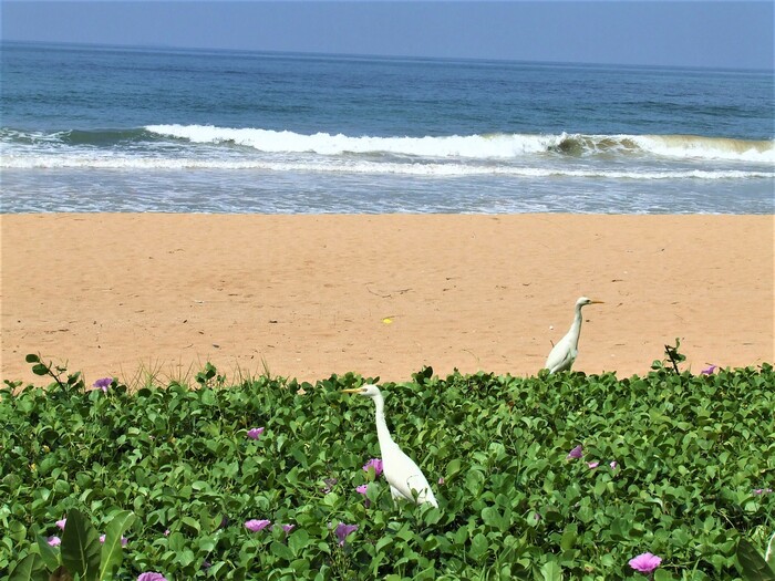 �����, ����, �����...