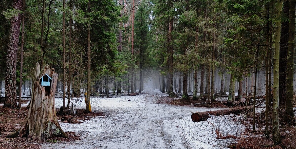 Московские Леса Фото