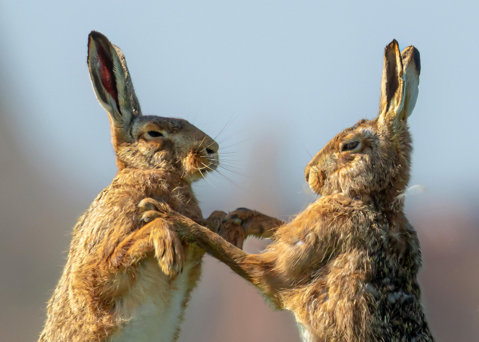 Дикие страсти британских зайцев | Пикабу