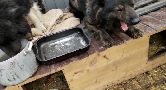 Продолжение поста «Москва! 4х собачек с автосервиса хотят усыпить!»