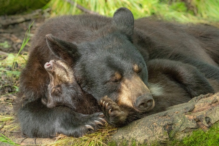 Сладкий сон в понедельник утром