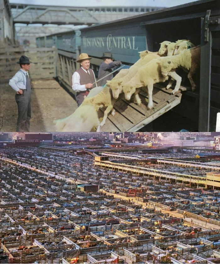 Скотобойня Чикаго