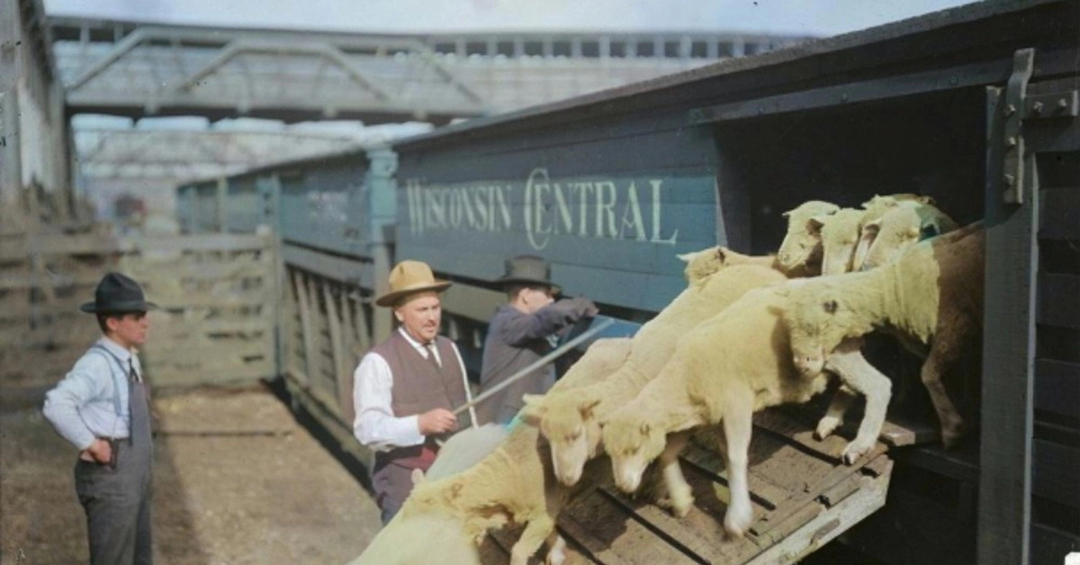 Работа картинки. Свинокомплекс убойный цех. Современные скотобойни. Цех убоя свинокомплекс уральский. Работа бойна.