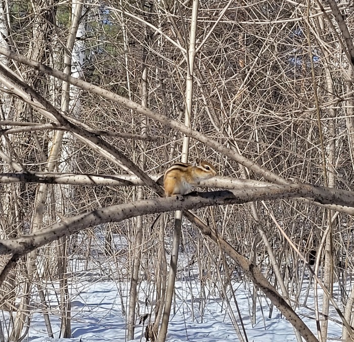 Малыш бурундук