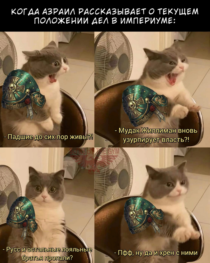 Котик офигевает