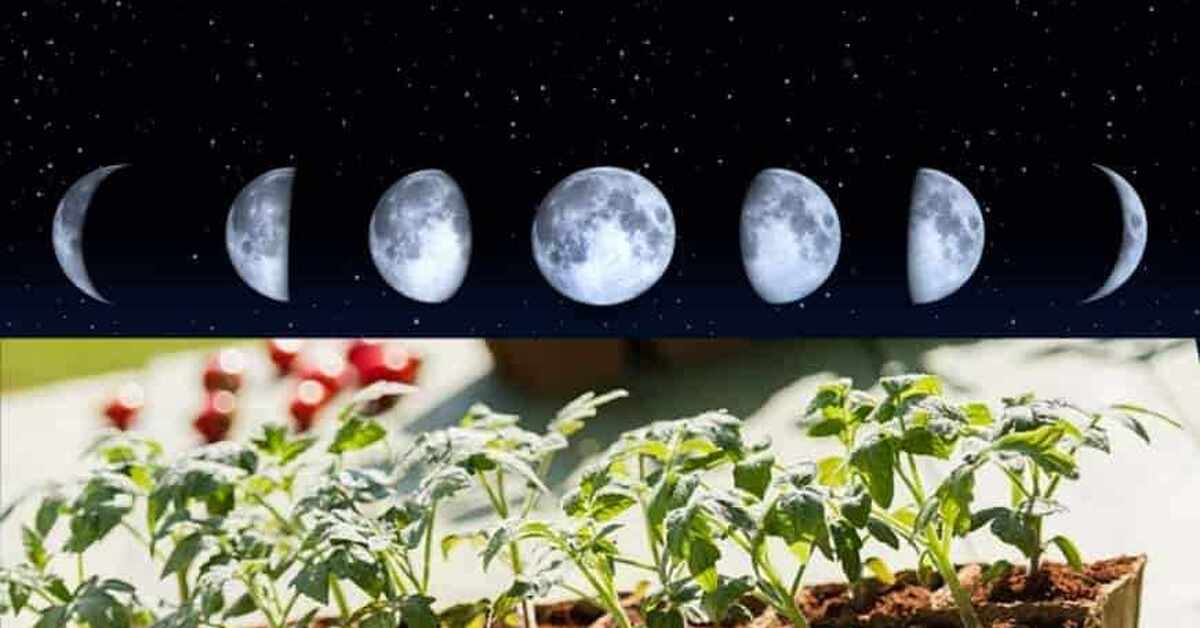 Луны огородника на март. Луна в приближении. Лунные циклы 2023. 4 Фазы Луны. Растущая Луна 8 лунный день.