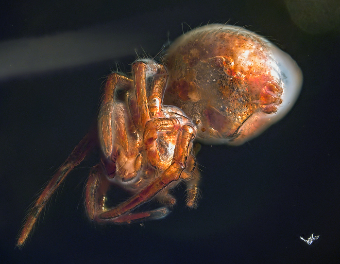 Spider from the deep of time