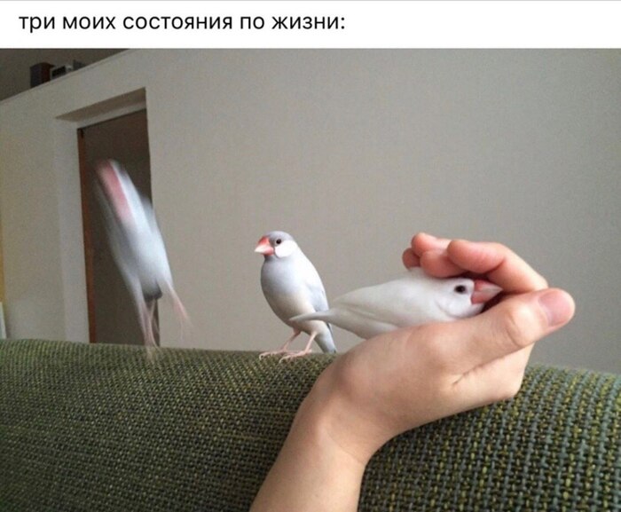 ��� ���������