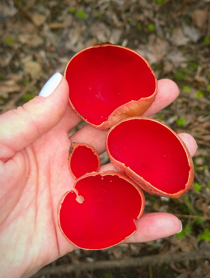 Первые, весенние