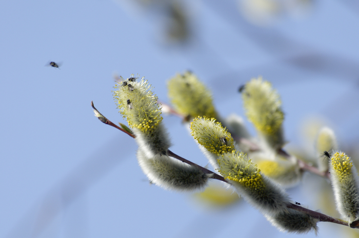 Кормушка для насекомых | Пикабу