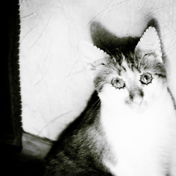 Вафельный кот