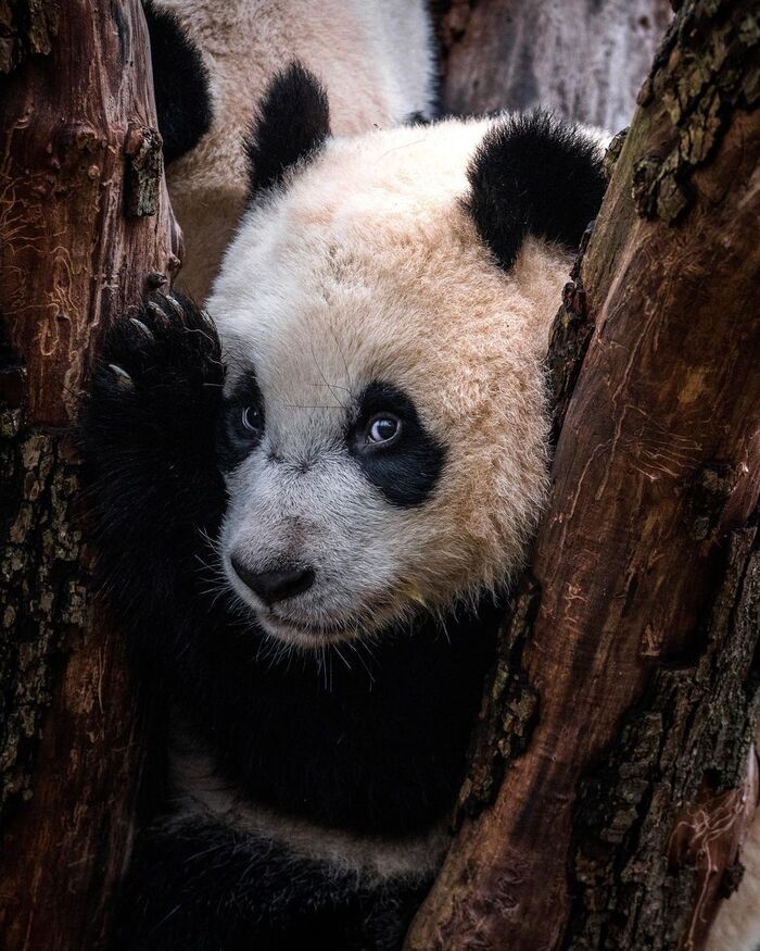 Маленькая большая панда
