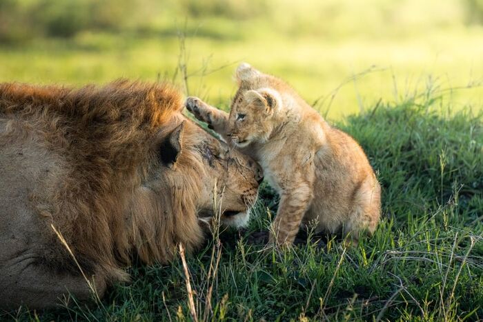 Король и принц