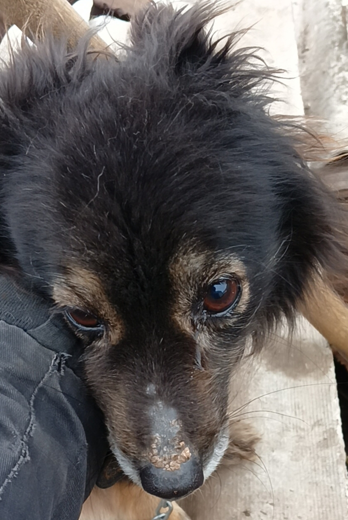 Нужна помощь. Собака