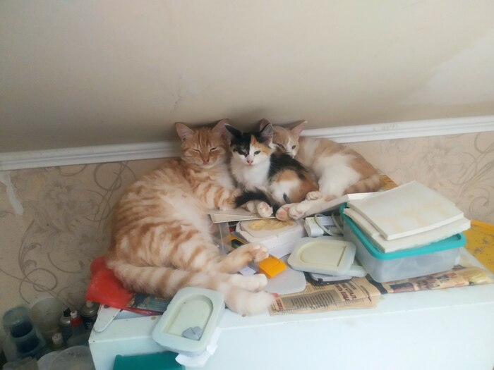 � ����������