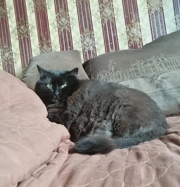 Пушистая лежебока | Пикабу