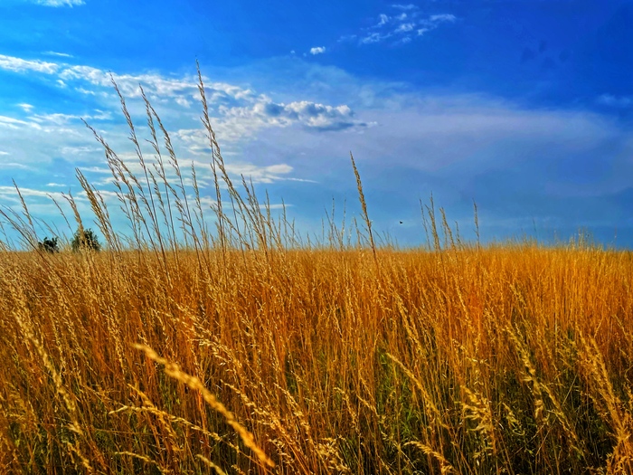 Куликово поле