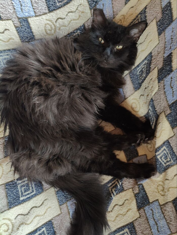 Продолжение поста &laquo;Благодарность чёрного дачного кота с отмороженным ухом&raquo; Кот, Стерилизация, Дача, Зима, Лето, Длиннопост, Ответ на пост, Черный кот