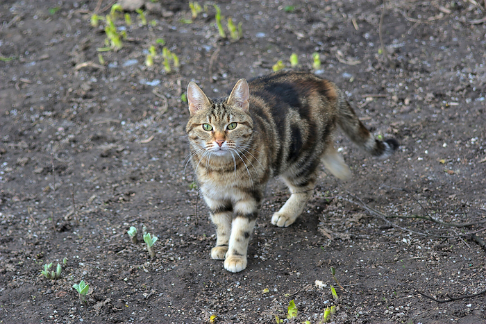 Кошачье-весеннее. Кот, Весна, Фотография, Животные, Canon, Nikon, Длиннопост