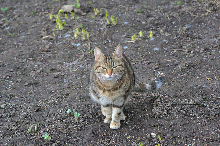 Кошачье-весеннее. Кот, Весна, Фотография, Животные, Canon, Nikon, Длиннопост