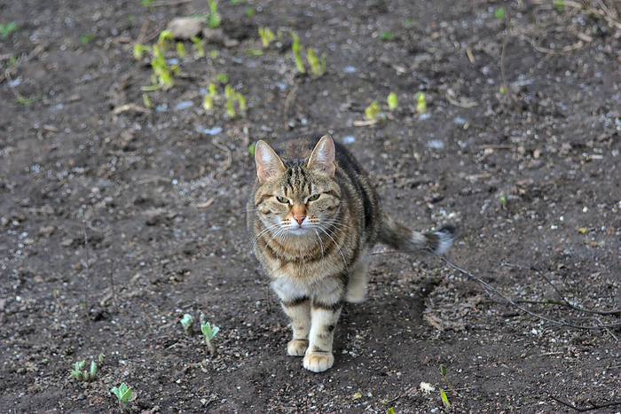 Кошачье-весеннее. Кот, Весна, Фотография, Животные, Canon, Nikon, Длиннопост