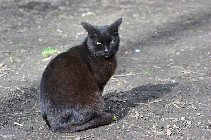 Кошачье-весеннее. Кот, Весна, Фотография, Животные, Canon, Nikon, Длиннопост