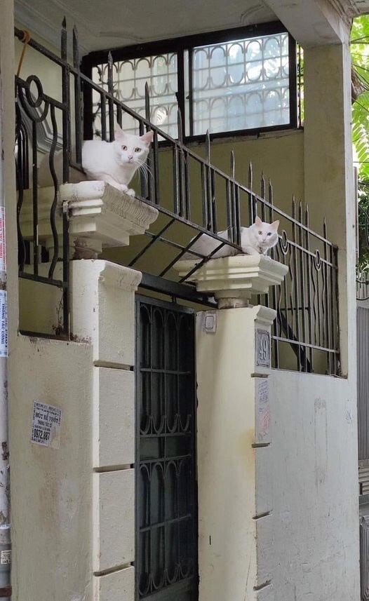 ������ �����