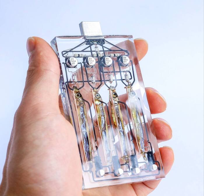 Что я такое?