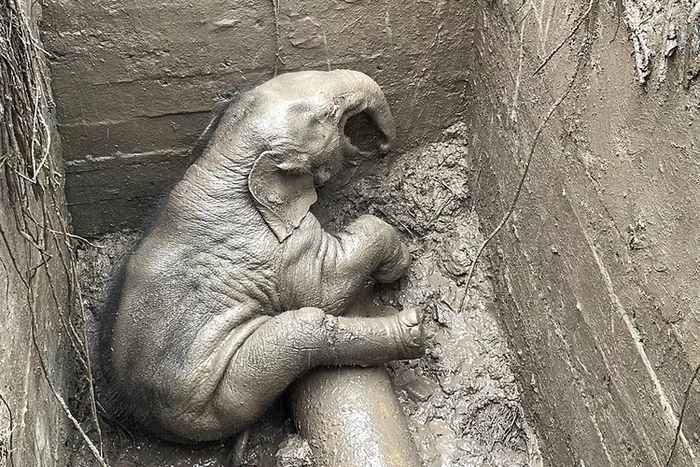 Настоящая драма, как в кино Спасатели, Слоны, Спасение, Видео, Вертикальное видео