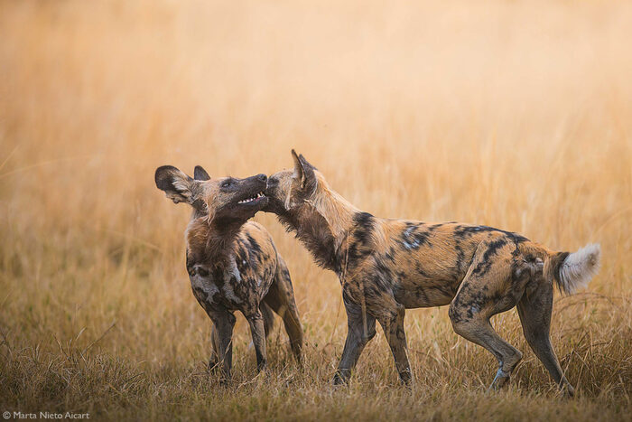 Чем от тебя пахнет?