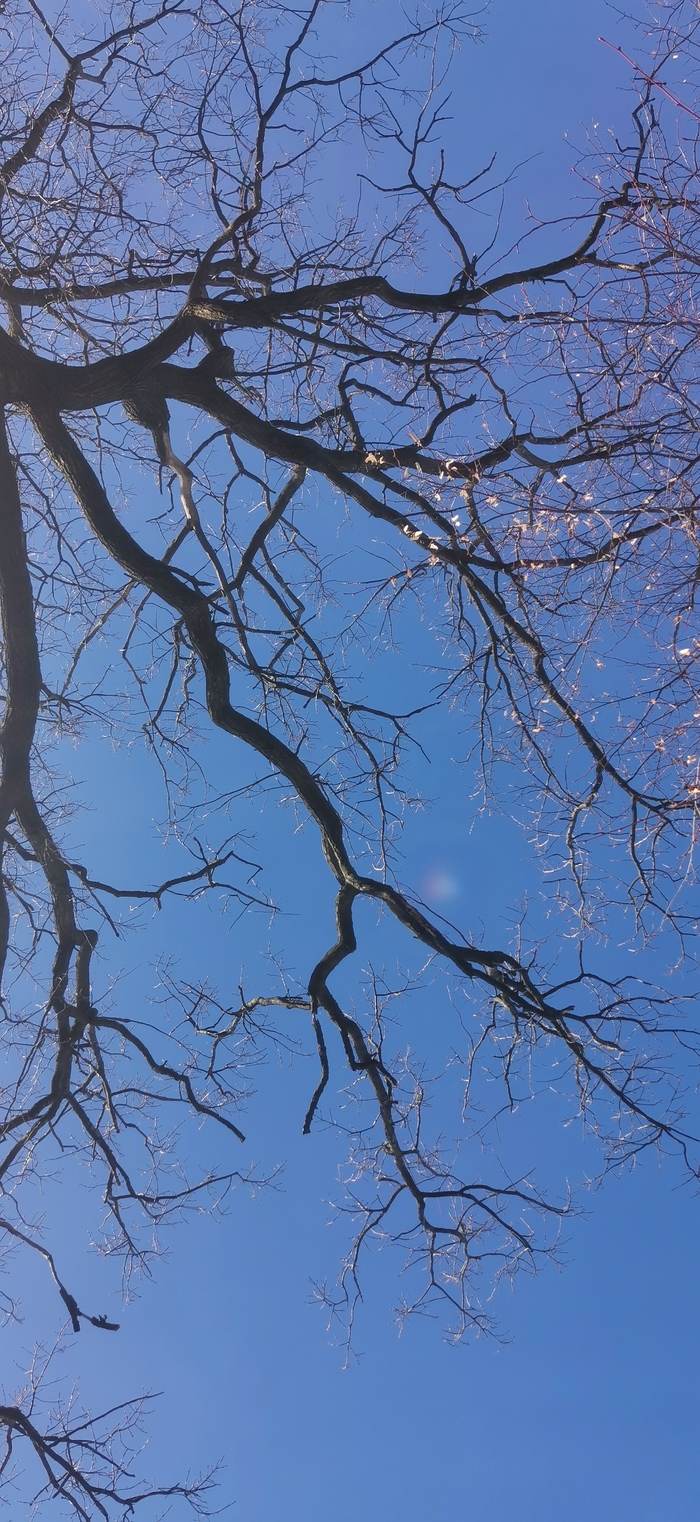 Древоносная система