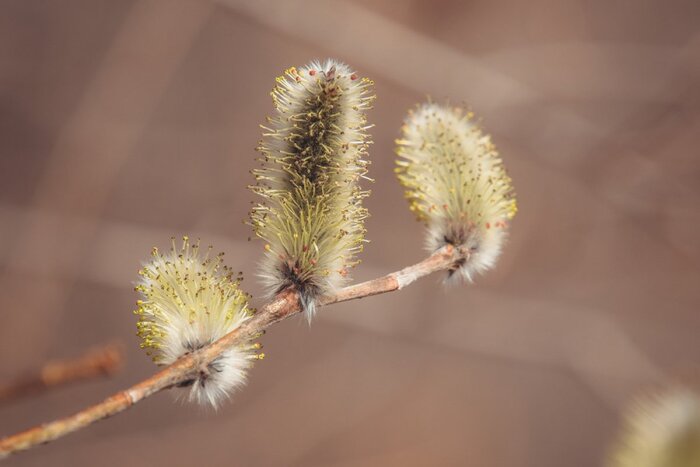 ������� ������� �����������