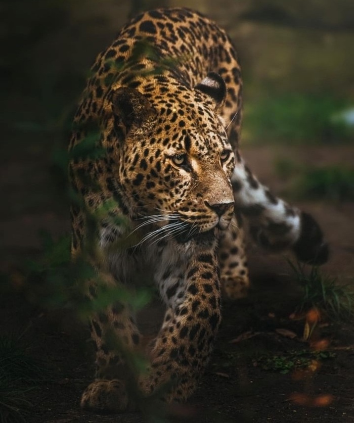 Красивый и опасный зверь