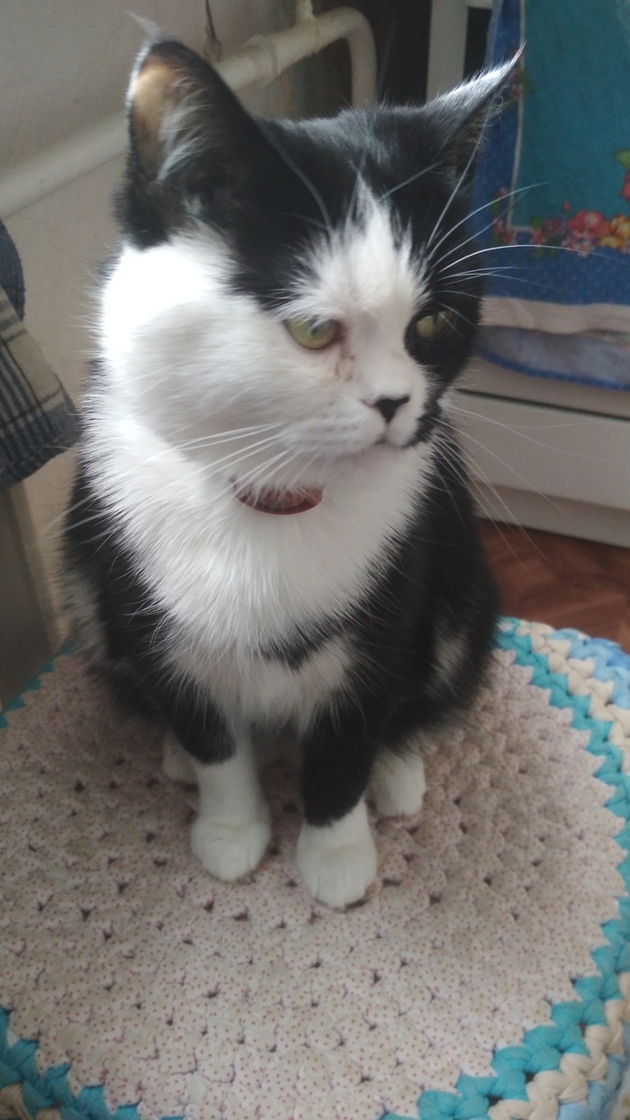 Морда к понедельнику