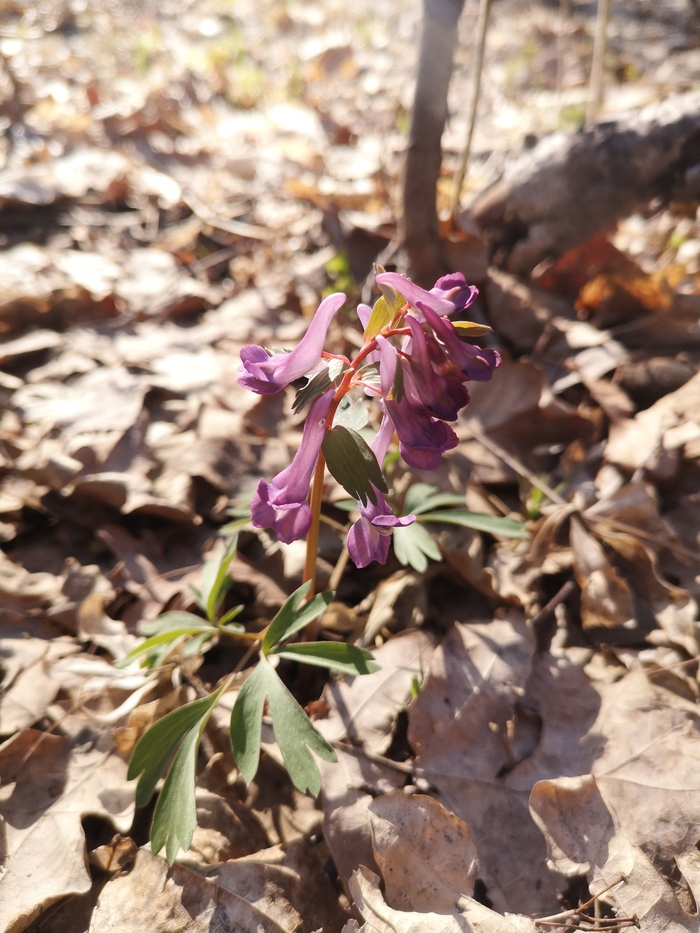 Березовый сок! Вкус детства