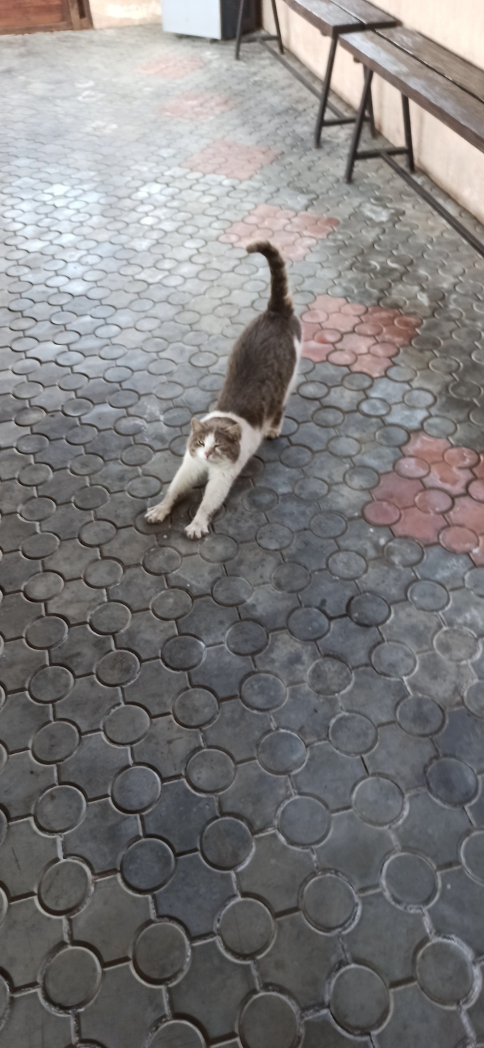 Котик. Потягушки